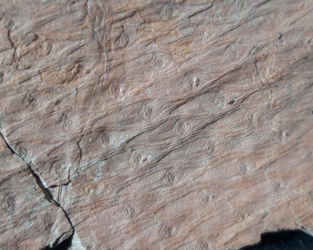 Sigillaria sp. BRONGNIART 1822 - Bild &copy; FossNet FossilienStore